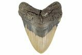 Huge, Fossil Megalodon Tooth - North Carolina #188213-2